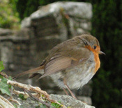 Robin_3